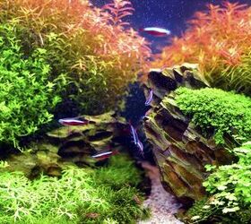 How to Use Aquatic Mosses in Your Planted Tank