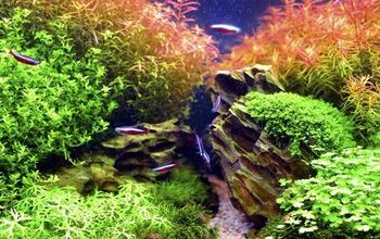 How to Use Aquatic Mosses in Your Planted Tank