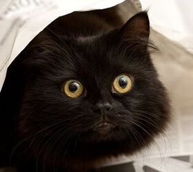 Facts And Myths About Black Cats