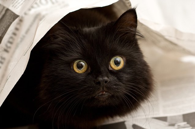 facts and myths about black cats