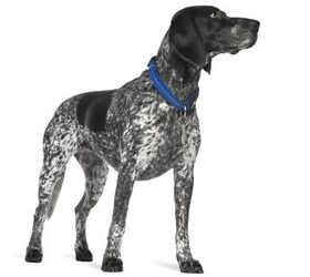 Auvergne store pointer dogs