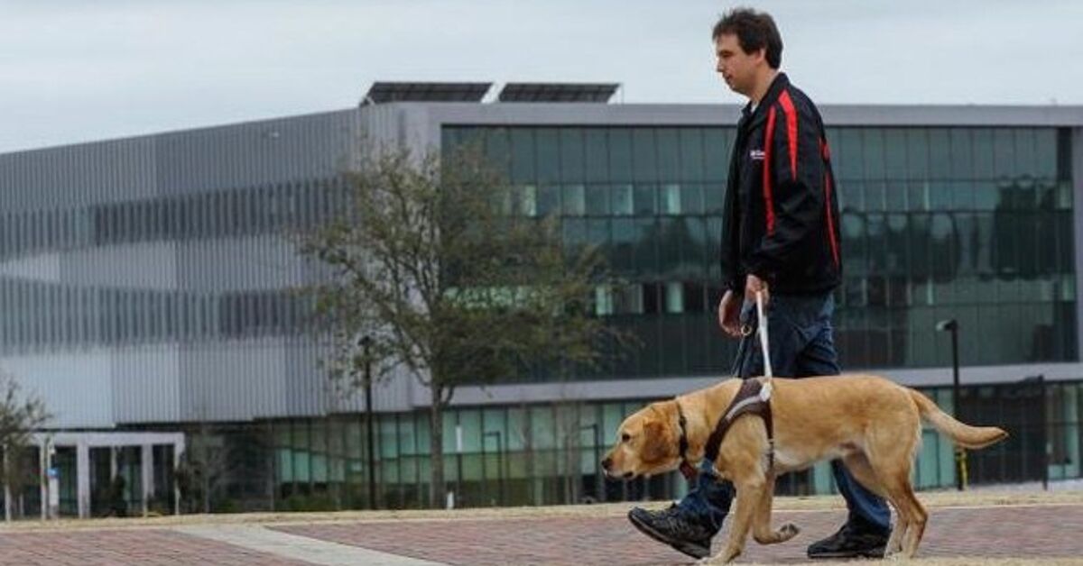 Controlable Guide Dog New Device Allows The Blind To Monitor Their Guide Dog | PetGuide