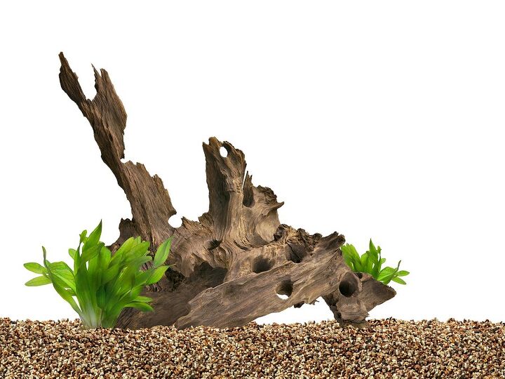 how to anchor live plants to driftwood for a natural decor scheme