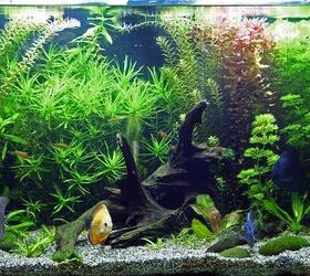 how to tell if aquarium hobby right for you