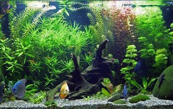 How to Tell If Aquarium Hobby Right for You