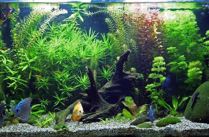 how to tell if aquarium hobby right for you