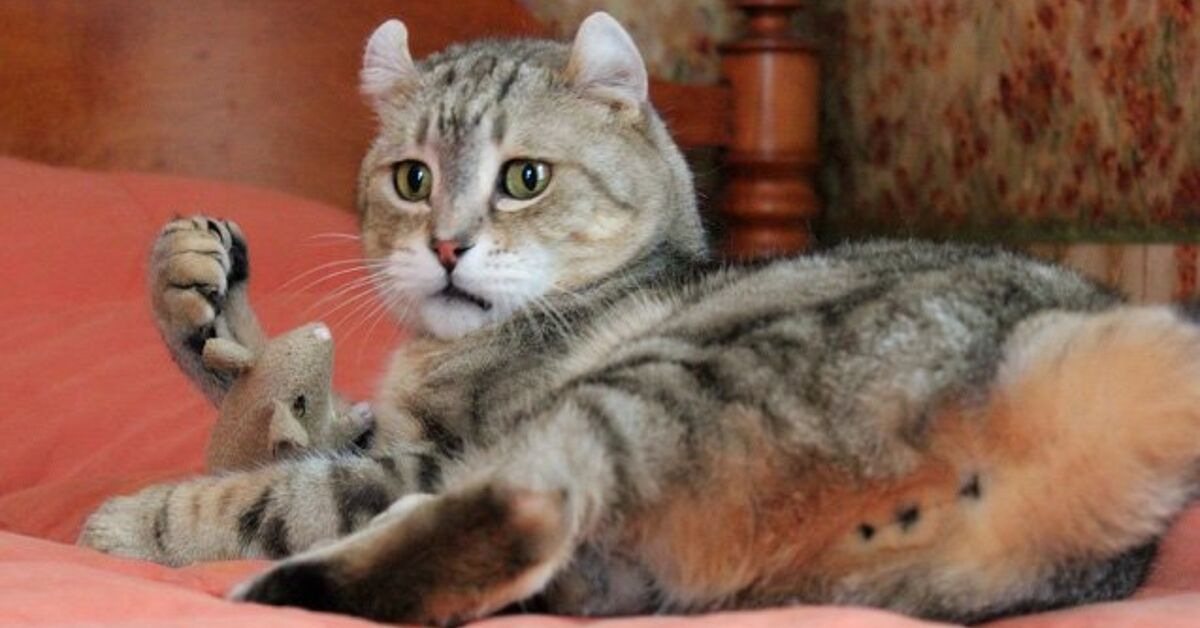 Highlander Cat Breed Information And Pictures Petguide Petguide Highlander Cat Breed Information And Pictures Petguide Petguide