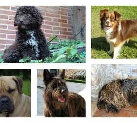 AKC Registers 7 New Dog Breeds From Around The World