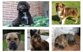 AKC Registers 7 New Dog Breeds From Around The World