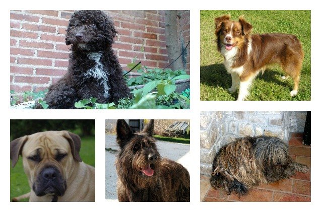 akc registers 7 new dog breeds from around the world