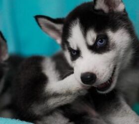miniature siberian huskies with blue eyes