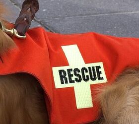 AKC’s CHF Funded Study of 9/11 Search and Rescue Dogs Enters 14th Ye