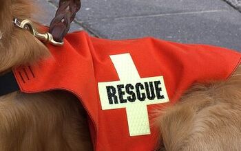 AKC’s CHF Funded Study of 9/11 Search and Rescue Dogs Enters 14th Ye