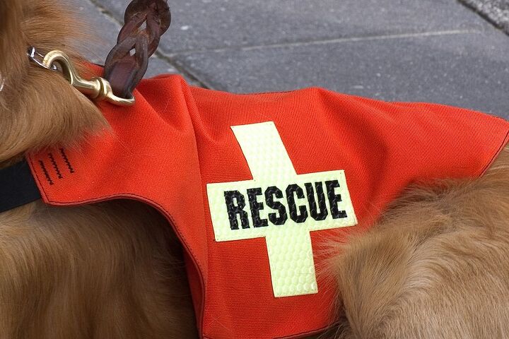 akcs chf funded study of 9 11 search and rescue dogs enters 14th ye