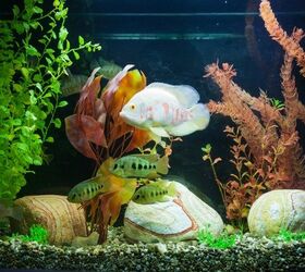 Tank Stocking: The Truth About The 1 Inch Per Gallon Rule