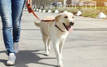 How To Stop Your Dog From Lunging While Walking