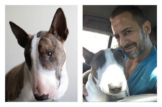 marc jacobs trend setting dog is the new face of sato project