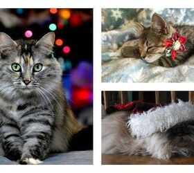 Winners Of Our Petlinks Meowy Catmas Contest