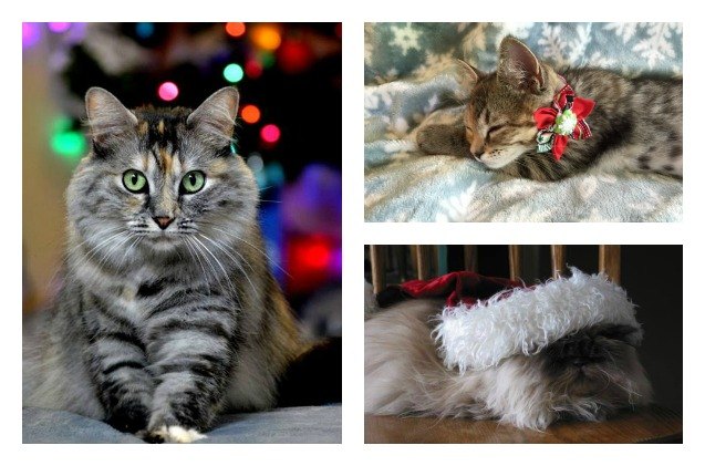 winners of our petlinks meowy catmas contest