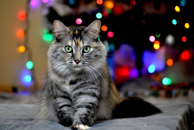 winners of our petlinks meowy catmas contest
