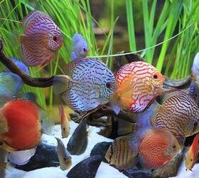 freshwater cichlids