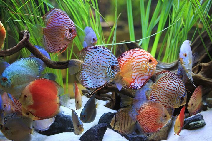 cichlids one of the worlds most fascinating freshwater fish specie
