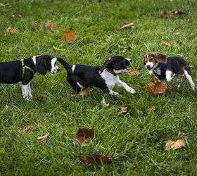 First-Ever Test Tube Puppies Born By In Vitro Fertilization