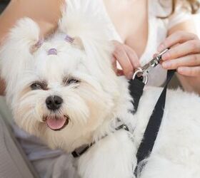5 dog friendly car restraints tips