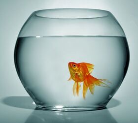 Cute But Deadly: The Truth About Fish Bowls