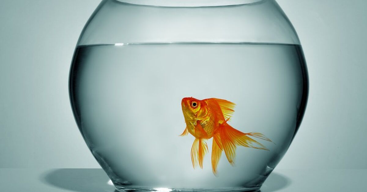 Cute But Deadly: The Truth About Fish Bowls | PetGuide