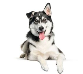 Labrador Husky Dog Breed Information and Pictures PetGuide