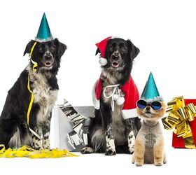 Survey Says Pets Are a Great Excuse to Leave a Party