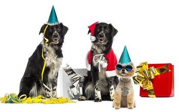Survey Says Pets Are a Great Excuse to Leave a Party