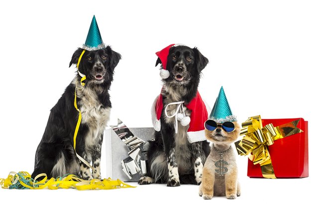 survey says pets are a great excuse to leave a party
