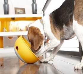 dogs can rock out with the rock n bowl feeder