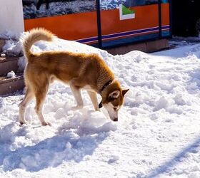 warning the deadly dangers of antifreeze poisoning in dogs