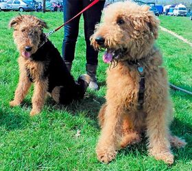 Airedale terrier 2024 beagle mix