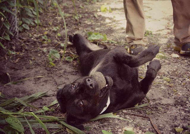 padi saved from death row florida dog bite law declared unconstitutio