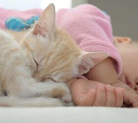 Tips for Preparing Your Cat for a New Baby