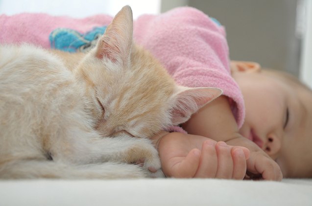 tips for preparing your cat for a new baby