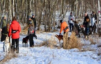 How to Find the Right Urban Mushing Instructor
