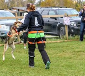 how to find the right urban mushing instructor