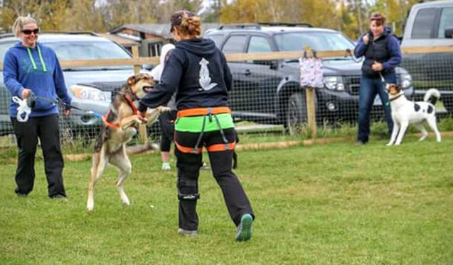 how to find the right urban mushing instructor