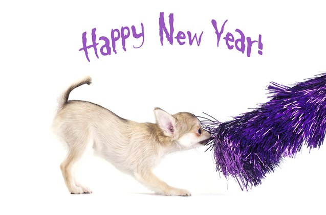 ask the hairy dogfathers 2016 new year s resolutions