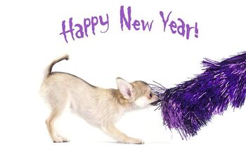 Ask The Hairy Dogfathers: 2016 New Year’s Resolutions