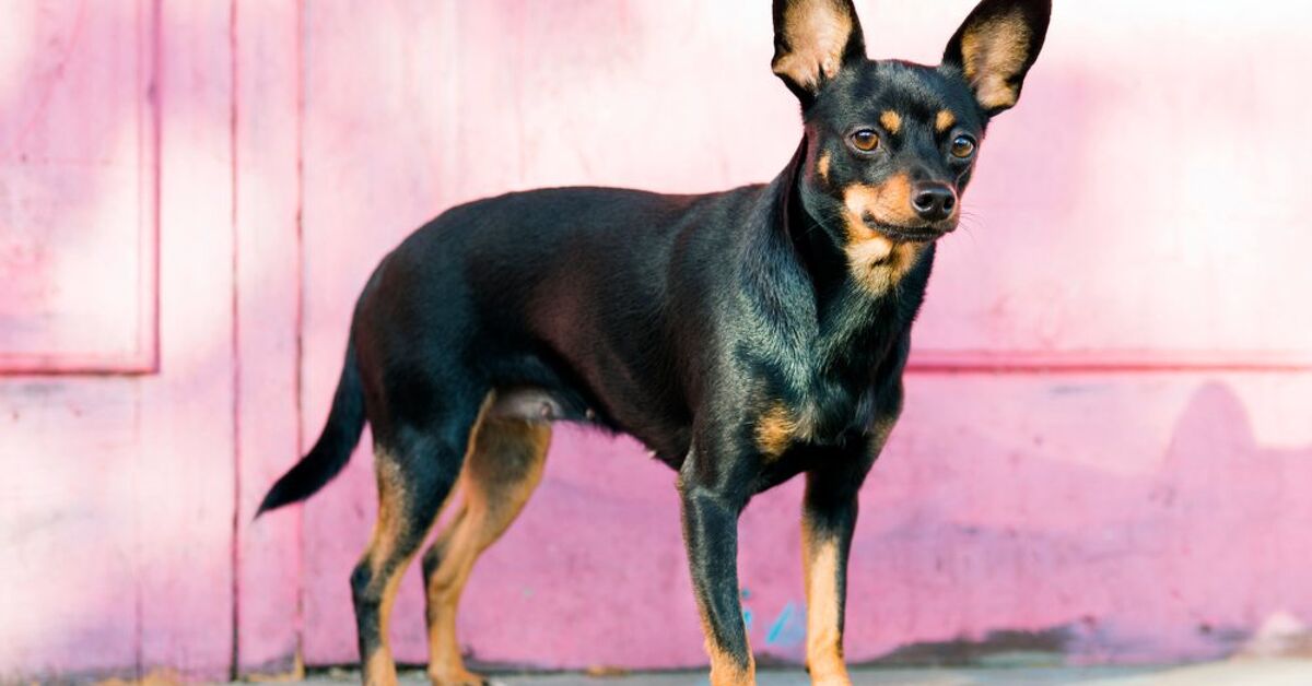 English Toy Terrier Dog Breed