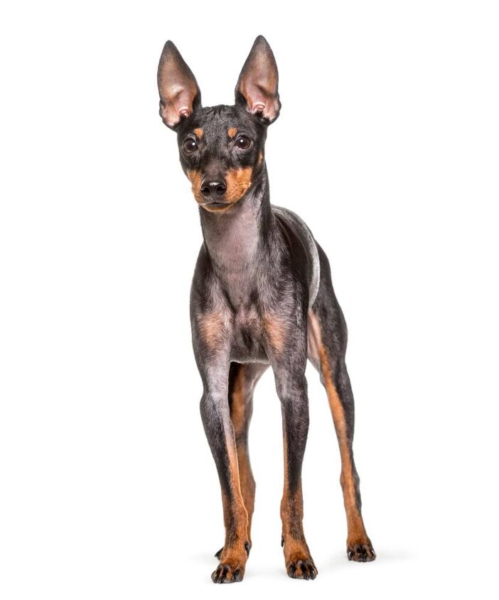 english toy terrier