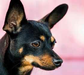 english toy terrier