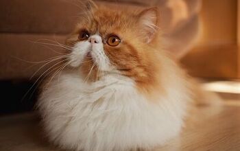 Top 10 Long Haired Cat Breeds