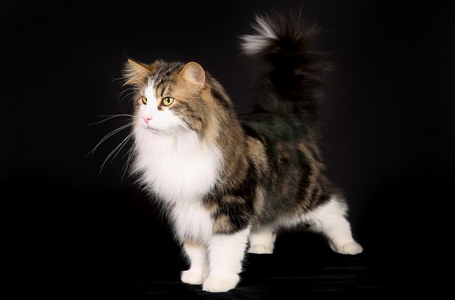top 10 long haired cat breeds